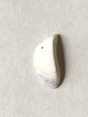 Dreissena polymorpha