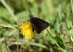Erynnis meridianus
