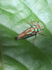 Neobalinae