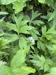 Hydrophyllum fendleri
