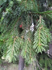 Picea obovata