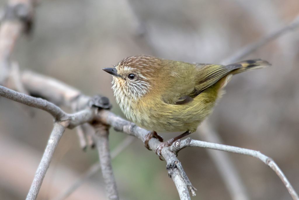 Striated Thornbill