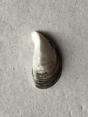 Dreissena polymorpha