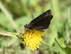 Erynnis meridianus
