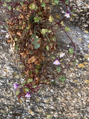 Cymbalaria muralis