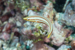 Hologymnosus doliatus