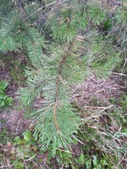 Pinus sylvestris