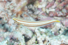 Hologymnosus doliatus