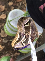 Eryphanis aesacus