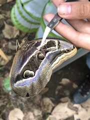 Eryphanis aesacus