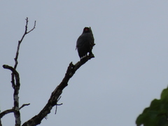 Buteogallus schistaceus