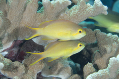 Pseudanthias huchtii