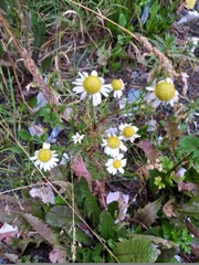 Tripleurospermum inodorum