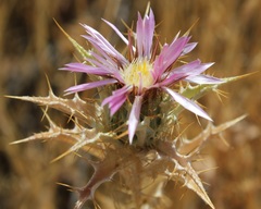 Carlina lanata