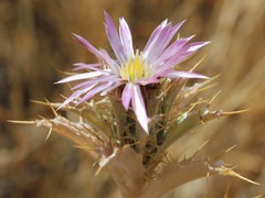 Carlina lanata