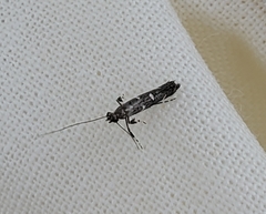 Caloptilia triadicae