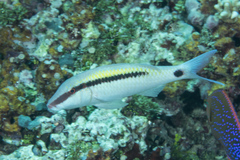 Dash-And-Dot Goatfish photo 5