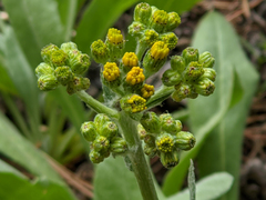 Senecio integerrimus exaltatus