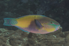 Chlorurus japanensis