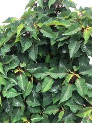 Euphorbia pulcherrima