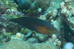 Halichoeres biocellatus