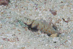 Amblyeleotris guttata