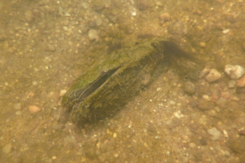 Hyriidae