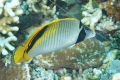 Chaetodon oxycephalus