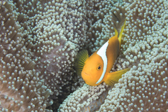 Amphiprion leucokranos