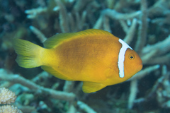 Amphiprion leucokranos