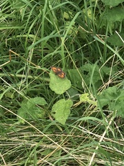 Pyronia tithonus