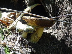 Gyroporus cyanescens