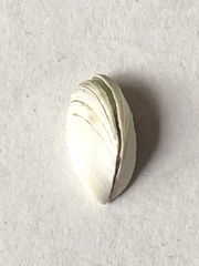 Dreissena polymorpha