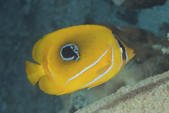 Chaetodon bennetti