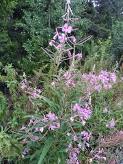 Chamaenerion angustifolium