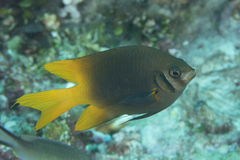 Neoglyphidodon nigroris