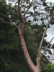 Magnoliopsida