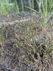 Juncus pelocarpus