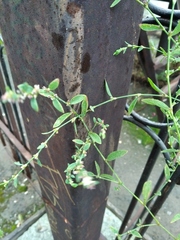 Polygonum aviculare