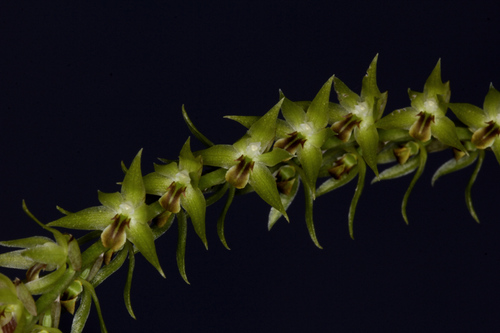 Dendrochilum longifolium