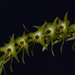 Dendrochilum longifolium - Photo (c) Rachmat Setiawan Saleh, some rights reserved (CC BY-NC-ND)