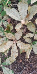 Cameraria ohridella