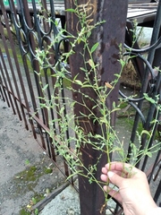 Polygonum aviculare