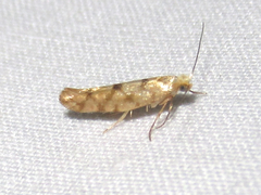 Argyresthia alternatella