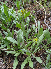 Senecio integerrimus exaltatus