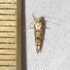 Argyresthia alternatella