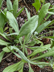 Senecio integerrimus exaltatus