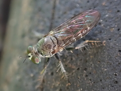 Atomosia puella
