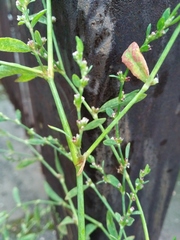 Polygonum aviculare