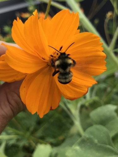 Lemon Cuckoo Bumble Bee photo 5